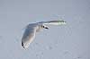 H�ttem�ge i vinterdragt. H�ttem�ge i vinterdragt flyver over isen p� den tilfrosne s� M�llemosen Larus ridibundus M�llemosen / M�l�v Danmark  fugle M�gefugle, Laridae, Charadriiformes, flyvning, fugleflugt, vingeslag, H�ttem�ger