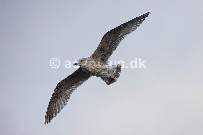 Sildem�ge - ungfugl. Sildem�ge - ungfugl - flyvende ved Utterslev Mose; Larus argentatus; ; Holland; ; fugle; M�gefugle, Laridae, vinger, flyve, flyvning, fugleflugt