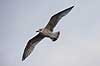 Sildem�ge - ungfugl. Sildem�ge - ungfugl - flyvende ved Utterslev Mose Larus argentatus  Holland  fugle M�gefugle, Laridae, vinger, flyve, flyvning, fugleflugt