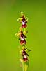 Flueblomst. Den sj�ldne flue blomst orkide ved Allindelille Fredskov Ophrys insectifera Allindelille Fredskov   planter orkid�er, orkideer, blomster
