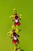 Flueblomst. Den sj�ldne flue blomst orkide ved Allindelille Fredskov Ophrys insectifera Allindelille Fredskov   planter orkid�er, orkideer, blomster
