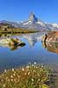 Matterhorn. Det ikoniske bjerg Matterhorn spejler sig i bjergs�en Stellisee  Zermatt Schweiz   Alperne, bjerglandskab, Alpelandskab, bjergvandring