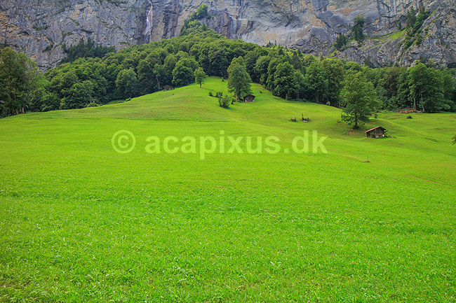 Lauterbrunnen. Alpelandskab med gr�smark i Lauterbrunnental med skov og klippev�g i baggrunden.; ; Lauterbrunnen; Schweiz; ; ; landbrug, marker, Alperne, bjerglandskab