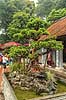 Bonsai. Stort bonsai tr� i Temple Of Literature i Hanoi  Temple Of Literature / Hanoi Vietnam  Sev�rdigheder 