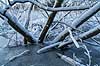 Vinterlandskab. Is p� M�llemosen og tr�stammer med sne i M�l�v  M�l�v Danmark   Vinter, kulde