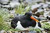 Strandskade. Strand skade ligger p� rede og ruger p� �g mellem sten i regnvejr Haematopus ostralegus M�l�v Danmark  fugle Strandskader, Haematopodidae, M�gefugle og vadefugle, Charadriiformes