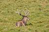 Kronhjort. Kronhjort hviler i gr�sset p� slette i Dyrehaven Cervus elaphus J�gersborg Dyrehave   pattedyr Hjorte, kronhjorte, Cervidae, Parrett�ede hovdyr, Artiodactyla, Krondyr, Red deer, kronvildt, krondyr, kronhjorte, brunst, hjort