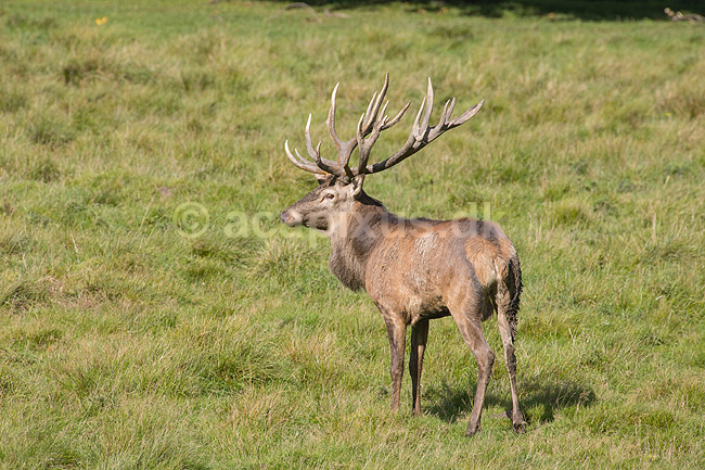 Kronhjort. Kronhjort i gr�sset p� slette i Dyrehaven; Cervus elaphus; J�gersborg Dyrehave; ; ; pattedyr; Hjorte, kronhjorte, Cervidae, Parrett�ede hovdyr, Artiodactyla, Krondyr, Red deer, kronvildt, krondyr, kronhjorte, brunst, hjort