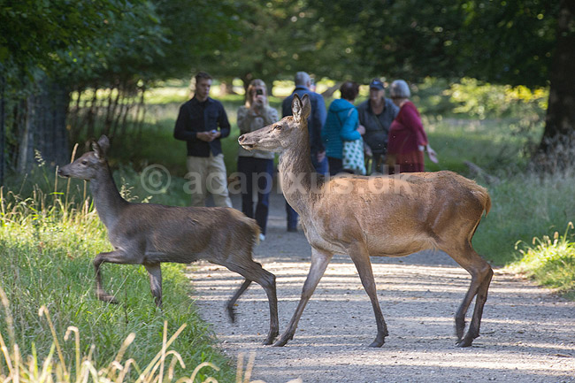 Kronhjort. Kronhjorte hinder passerer sti i Dyrehaven mens g�ster interessant kigger p�; Cervus elaphus; J�gersborg Dyrehave; ; ; pattedyr; Hjorte, kronhjorte, Cervidae, Parrett�ede hovdyr, Artiodactyla, Krondyr, Red deer, kronvildt, krondyr, kronhjorte, brunst, hjort