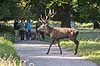 Kronhjort. Kronhjort passerer sti i Dyrehaven mens g�ster interessant kigger p� Cervus elaphus J�gersborg Dyrehave   pattedyr Hjorte, kronhjorte, Cervidae, Parrett�ede hovdyr, Artiodactyla, Krondyr, Red deer, kronvildt, krondyr, kronhjorte, brunst, hjort