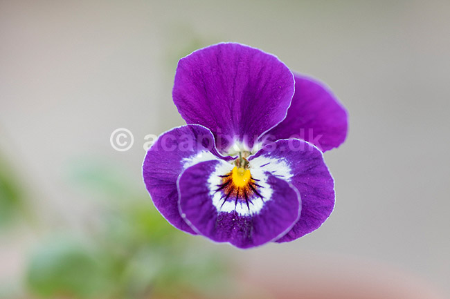 Stedmoderblomst. Blomsten af Stedmoderblomst; Viola tricolor maxima; ; ; ; planter; blomster, violer, Viola, Violaceae, Violales, altankasseblomster