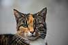 Huskat. Kat slapper af p� havebordet Felis catus    pattedyr Rovdyr, Carnivora, Katte, Felidae, huskatte, tunge, kattetunge, kat