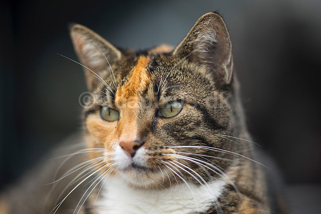 Huskat. Kat slapper af p� havebordet; Felis catus; ; ; ; pattedyr; Rovdyr, Carnivora, Katte, Felidae, huskatte, tunge, kattetunge, kat