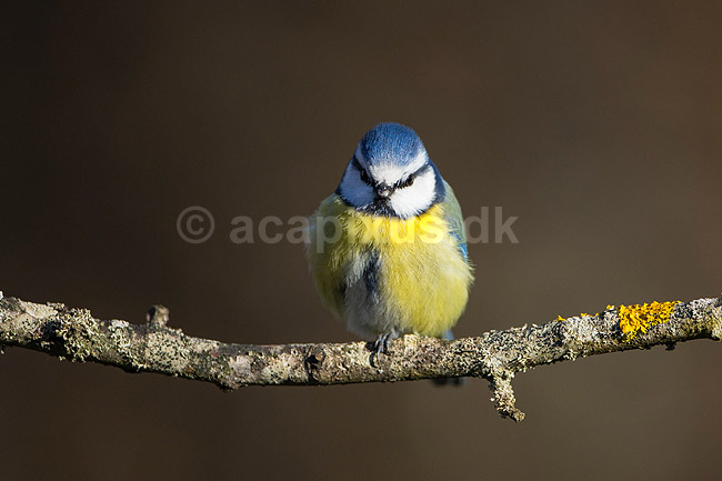 Bl�mejse. Bl�mejse fouragerer efter f�de en kold vinterdag; Cyanistes caeruleus; M�l�v; ; ; fugle; Bl�mejser, Mejse, Mejser, Paridae, Spurvefugl, Spurvefugle, Passeriformes, Parus caeruleus