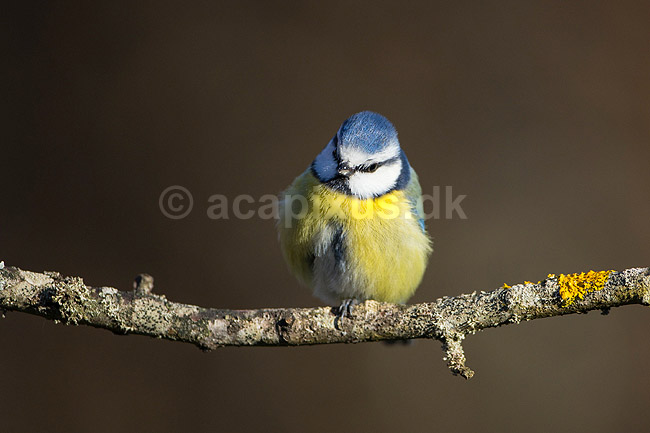 Bl�mejse. Bl�mejse fouragerer efter f�de en kold vinterdag; Cyanistes caeruleus; M�l�v; ; ; fugle; Bl�mejser, Mejse, Mejser, Paridae, Spurvefugl, Spurvefugle, Passeriformes, Parus caeruleus