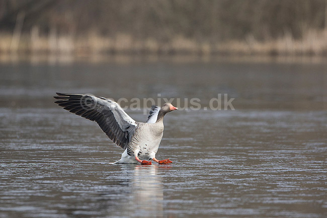 Gr�g�s lander p� isen. Gr�g�s lander p� den tilfrossede Skallemose S� i Hareskoven; Anser anser; Skallemose S�; ; ; fugle; Egentlige andefugle, Anatidae, Anseriformes, g�s, g�s, gr�g�s, gr�g�s, flyvning, fugleflugt