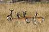 D�dyr. En flok af d�dyr hinder p� slette i J�gersborg Dyrehave Dama dama J�gersborg Dyrehave / Sj�lland   pattedyr Hjorte, Cervidae, Parrett�ede hovdyr, Artiodactyla, hjort, d�vildt, gevir, fuldskuffel, dr�vtygger, brunst, fallow deer, d�hjort, dovhjort