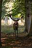 Kronhjort. Kronhjort i sit revir under brunstperioden i Dyrehaven Cervus elaphus J�gersborg Dyrehave / Sj�lland   pattedyr Hjorte, kronhjorte, Cervidae, Parrett�ede hovdyr, Artiodactyla, Krondyr, Red deer, kronvildt, krondyr, kronhjorte, brunst, hjort