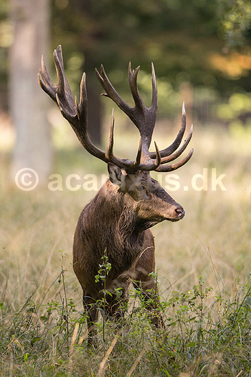 Kronhjort. Kronhjort i sit revir under brunstperioden i Dyrehaven; Cervus elaphus; J�gersborg Dyrehave / Sj�lland; ; ; pattedyr; Hjorte, kronhjorte, Cervidae, Parrett�ede hovdyr, Artiodactyla, Krondyr, Red deer, kronvildt, krondyr, kronhjorte, brunst, hjort