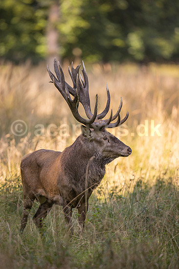 Kronhjort. Kronhjort i sit revir under brunstperioden i Dyrehaven; Cervus elaphus; J�gersborg Dyrehave / Sj�lland; ; ; pattedyr; Hjorte, kronhjorte, Cervidae, Parrett�ede hovdyr, Artiodactyla, Krondyr, Red deer, kronvildt, krondyr, kronhjorte, brunst, hjort
