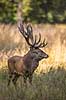 Kronhjort. Kronhjort i sit revir under brunstperioden i Dyrehaven Cervus elaphus J�gersborg Dyrehave / Sj�lland   pattedyr Hjorte, kronhjorte, Cervidae, Parrett�ede hovdyr, Artiodactyla, Krondyr, Red deer, kronvildt, krondyr, kronhjorte, brunst, hjort