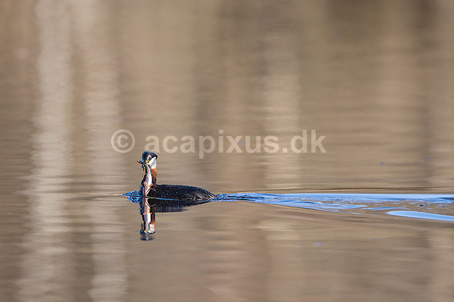 Gr�strubet lappedykker. Gr�strubet lappedykker har fanget en aborre i Skallemose S� i Hareskoven; Podiceps griseigena; Skallemose S� / Hareskoven; Danmark; ; fugle; Lappedykkere, Podicipedidae, Podicipediformes