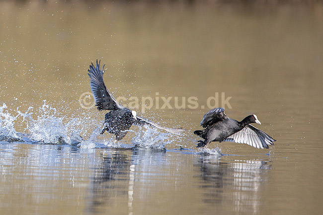 Blish�ns. Blish�ner l�ber p� vandet i territorialkamp p� Skallemose S� i Hareskoven; Fulica atra; Skallemose S� / Hareskoven; Danmark; ; fugle; Blish�ne, Vandh�ns, Rallidae, Tranefugle, Gruiformes, for�r