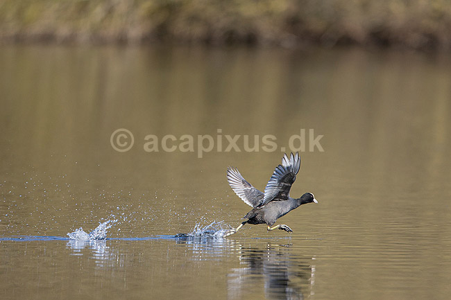 Blish�ns. Blish�ner l�ber p� vandet i territorialkamp p� Skallemose S� i Hareskoven; Fulica atra; Skallemose S� / Hareskoven; Danmark; ; fugle; Blish�ne, Vandh�ns, Rallidae, Tranefugle, Gruiformes, for�r
