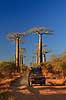 Jeep ved Avenue de Baobab. Jeep p� vej imod Morondava k�rer p� landevejen gennem baobabtr�er ved Avenue de Baobab Adansonia Morondava Madagaskar Afrika planter Roadtrip, 4WD, offroaders, roadtrip, ekspedition
