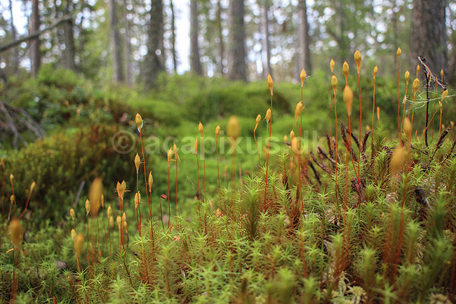 Skovbund. Mosbevokset skovbund i fyrreskov; ; H�kens�s; Sverige; ; planter; Skove, skovbrug, granskov, n�leskov, natur, biodiversitet
