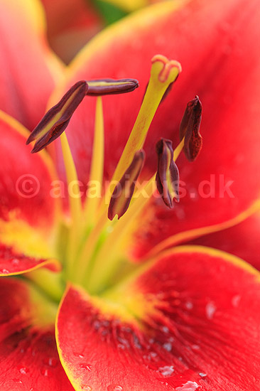 Avalon Sunset lilje. Blomster af liljen Avalon Sunset; Lilium ; ; ; ; Planter; Blomst, kronblade