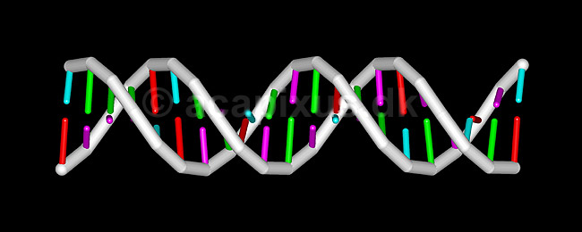DNA molekyle. 21 basepar langt; ; ; ; ; ; videnskab genetik