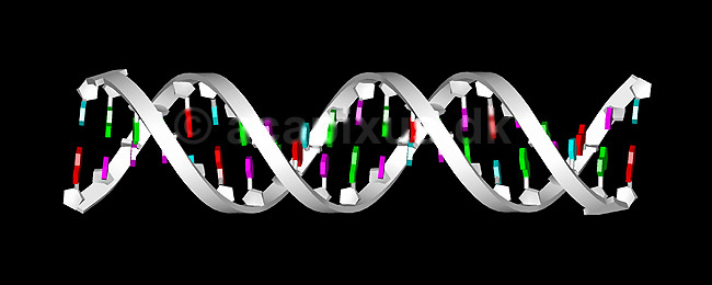 DNA molekyle. 21 basepar langt; ; ; ; ; ; videnskab genetik