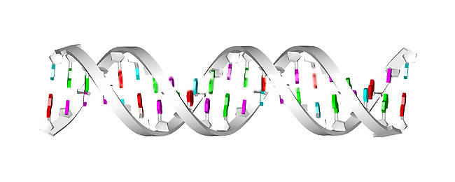 DNA molekyle. 21 basepar langt; ; ; ; ; ; videnskab genetik