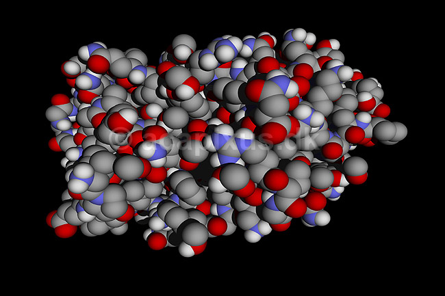 Papain - et protease enzym fra planten Papaver; ; ; ; ; ; videnskab biokemi