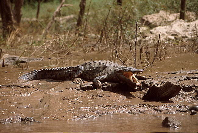 Sort caiman solbader p� flodbred; Melanosuchus niger; Simidero Ca�on, Chiapas; Mexico; Nord Amerika; krybdyr; krokodiller alligatorer