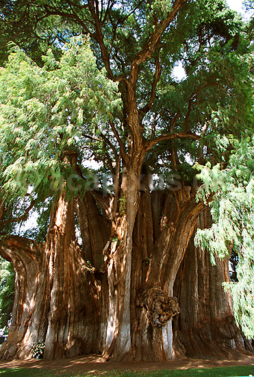 Arbol del Tule,  2000 �r gammelt, 14 meter i diameter (verdensrekord if�lge de lokale); Taxodium mucronatum; Tule, Oaxaca; Mexico; Nord Amerika; ; 