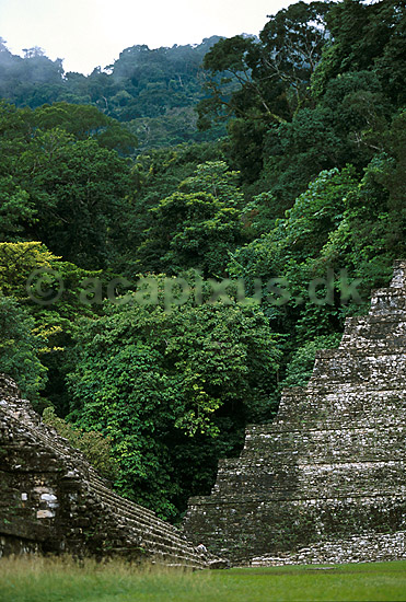 Maya ruiner i regnskoven ved Palenque; ; Palenque, Chiapas; Mexico; Nord Amerika; ; sights