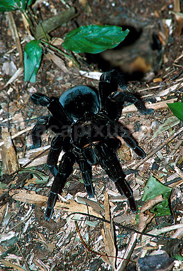 Tarantula (fugleedderkop) fra Tambopata NP i Amazonjunglen; ; Tambopata NP; Peru; ; spindlere; 