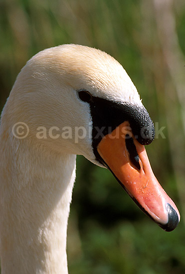 knopsvane; Cygnus olor; ; Danmark; ; fugle; 