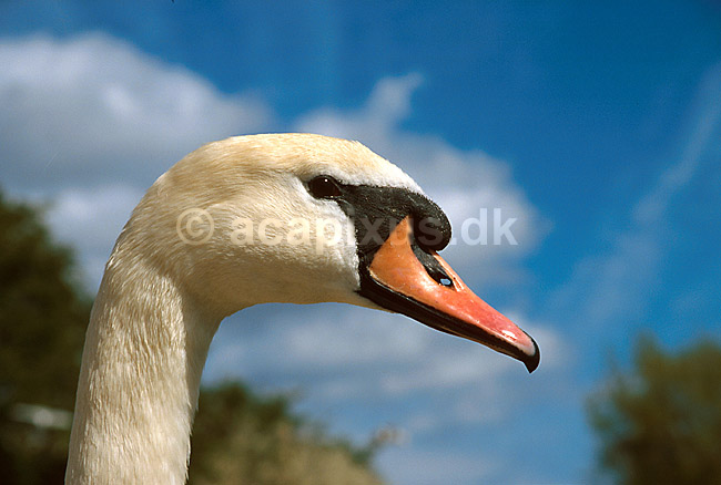 knopsvane; Cygnus olor; ; Danmark; ; fugle; 