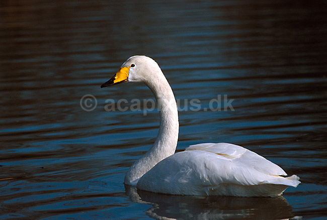 Sangsvane; Cygnus cygnus; ; Danmark; ; fugle; 