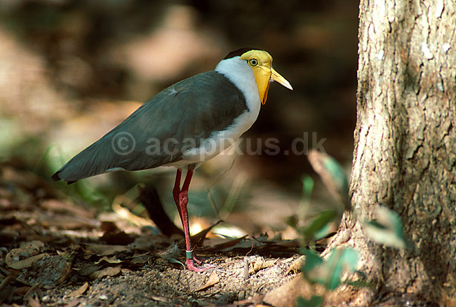 Maskevibe; Vanellus miles; ; Australien; Australien; fugle; 