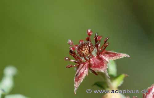 Kragefod; Potentilla palustris; B�llemosen, J�gersborg Hegn; ; ; planter; 