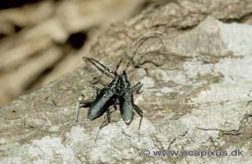 V�vere (tr�bukke) kurtiserer; Lamina textor, Cerambycidae; �land; Sverige; ; insekter; 