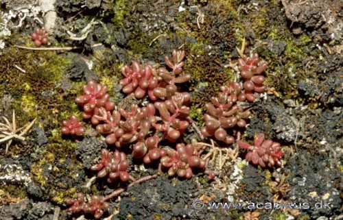 Hvid Stenurt; Sedum album; �land; Sverige; ; planter; 