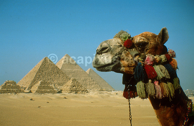 Dromedar foran Giza pyramiderne. Fra venstre Mycerinus, Chephren og Cheops; ; Giza, Cairo; Egypten; Afrika; ; 