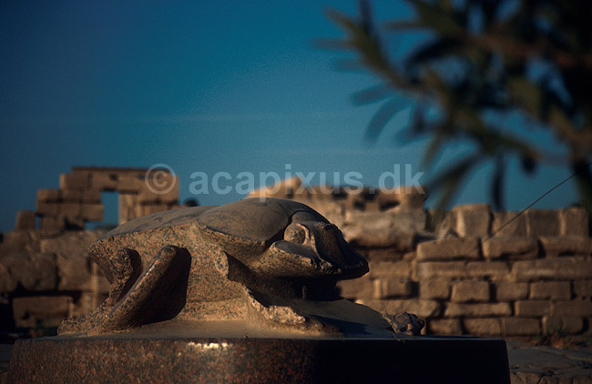 Den Store Skarab� (frugtbarheds symbol) i Karnak Templet; ; Luxor; Egypten; Afrika; ; 