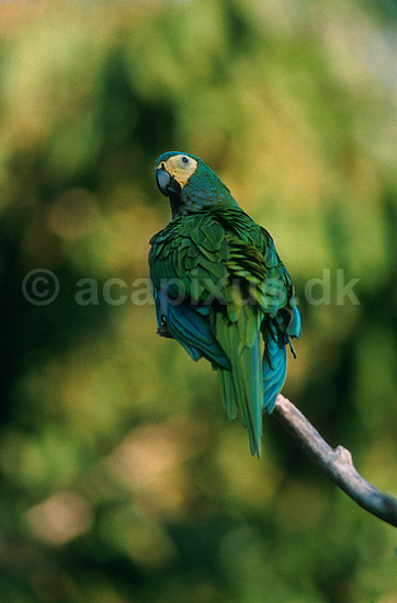 R�dbuget ara; Ara manilata, Psittacidae; Tambopata-Candamo Reserve / Amazonas; Peru; Syd Amerika; fugle; 