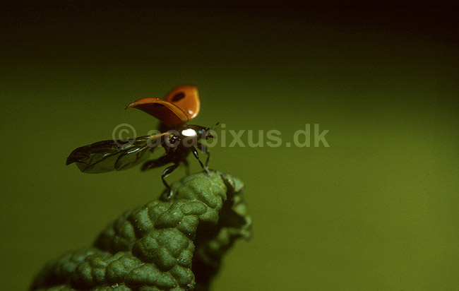 Toplettet marieh�ne letter; Adalia bipunctata, Cocconilidae; ; ; ; insekter; 